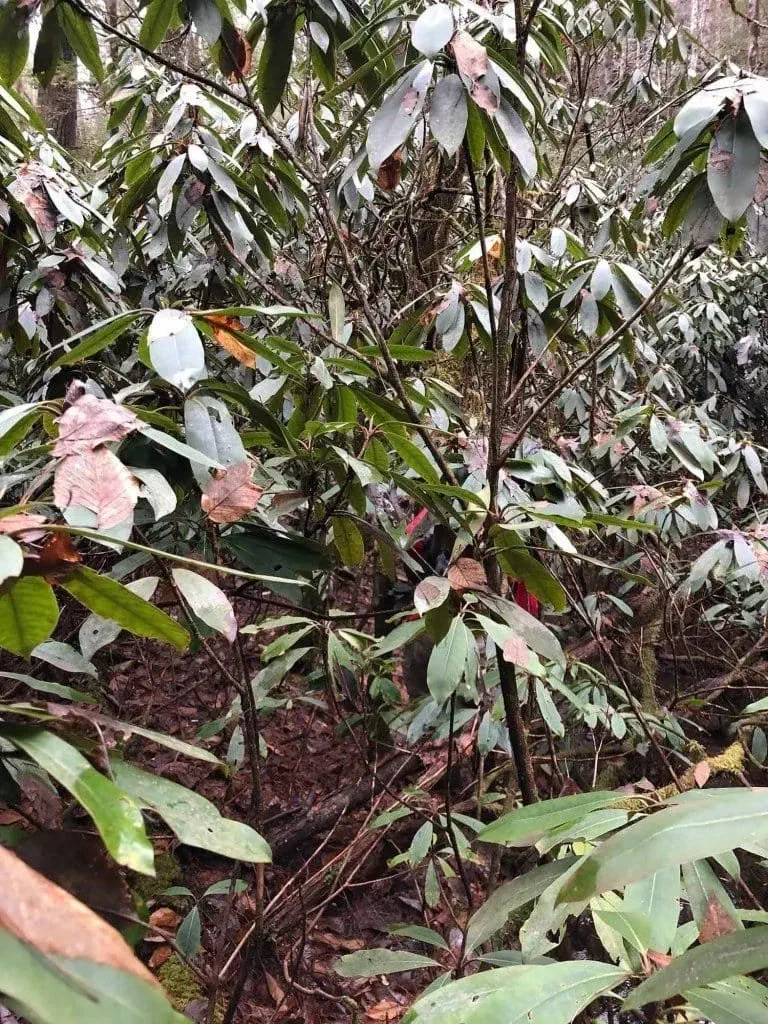 Swimming through rhododendron - Off-trail in the Red River Gorge, Kentucky