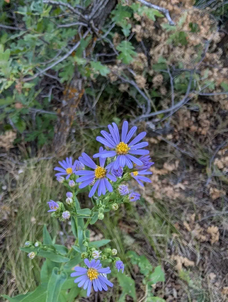 Some wild flowers in Roxborough State Park, Colorado