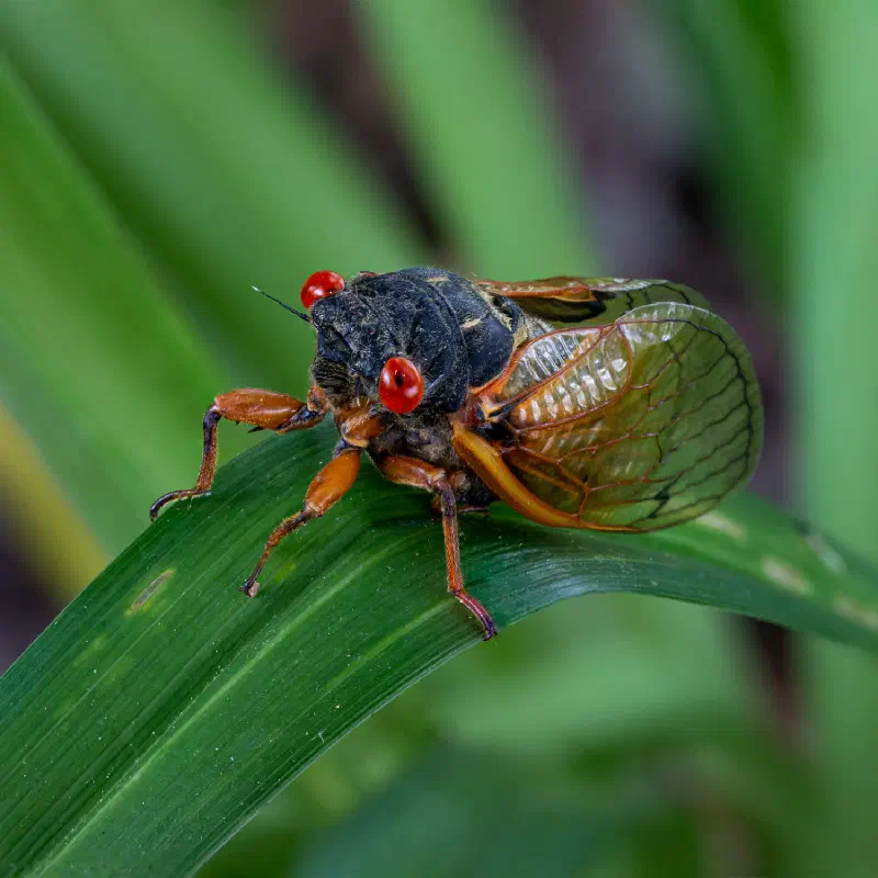 A focus stacked image of a cicada
