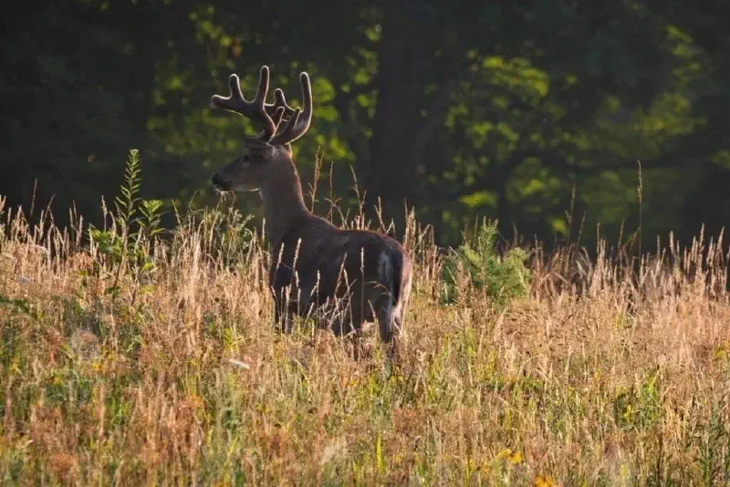 A buck bathed in golden light in Cades Cove, Great Smoky Mountains, Tennessee