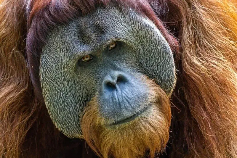Henry the Ape - Cincinnati Zoo, Ohio