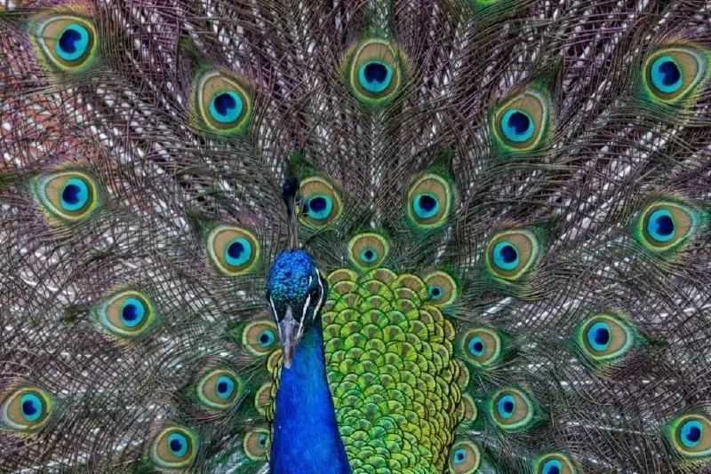 A peacock from the Cincinnati Zoo in Ohio