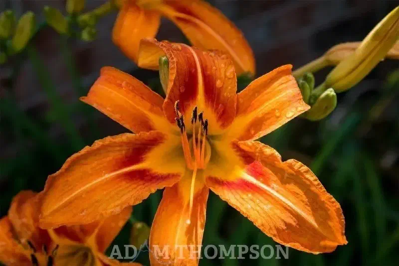 An example of shallow depth of field