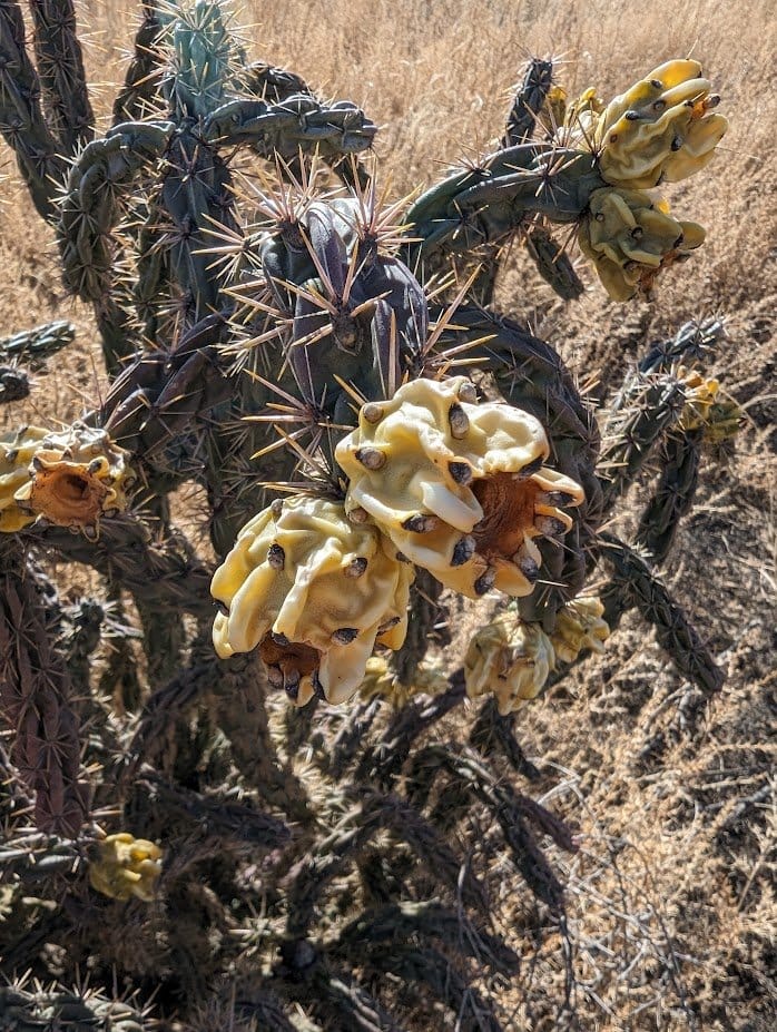 Picketwire Canyon: A Hike Through Time