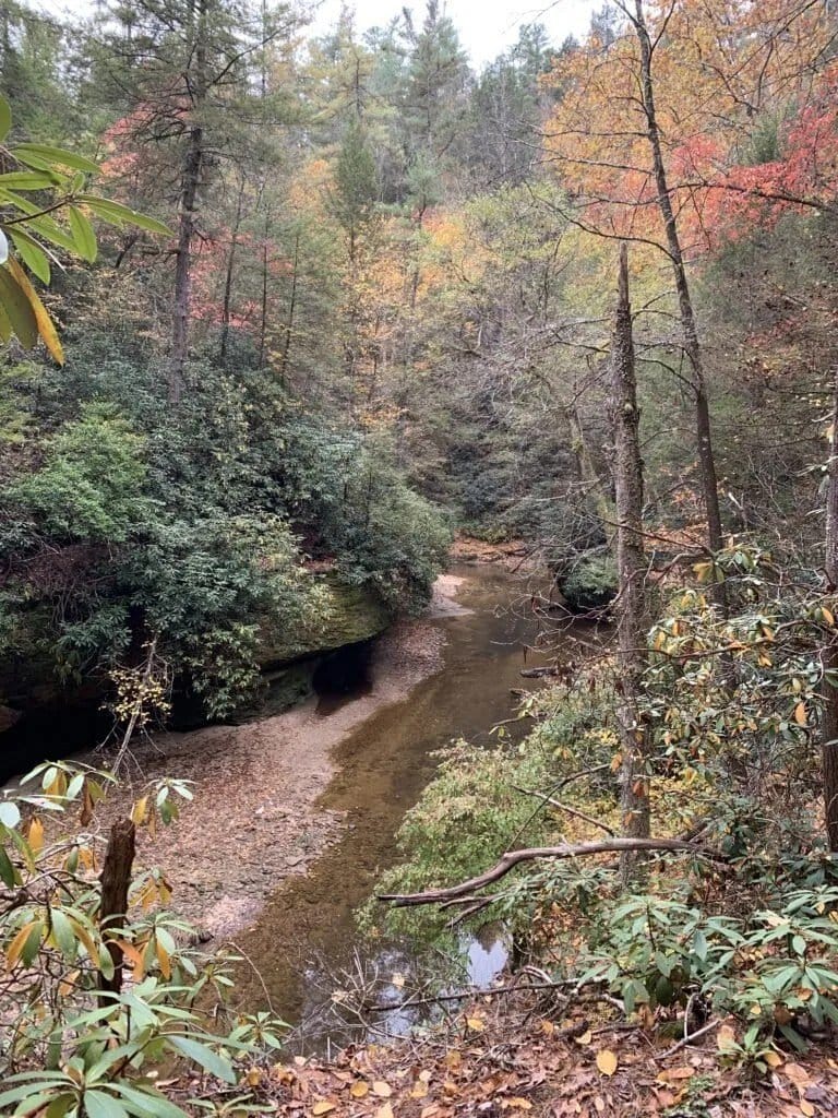 Some fall color surrounding Swift Camp Creek in the Red River Gorge, Kentucky.