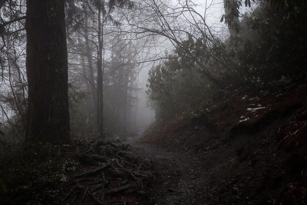 A very foggy morning on the way up Mt. Leconte in the Great Smoky Moutains.