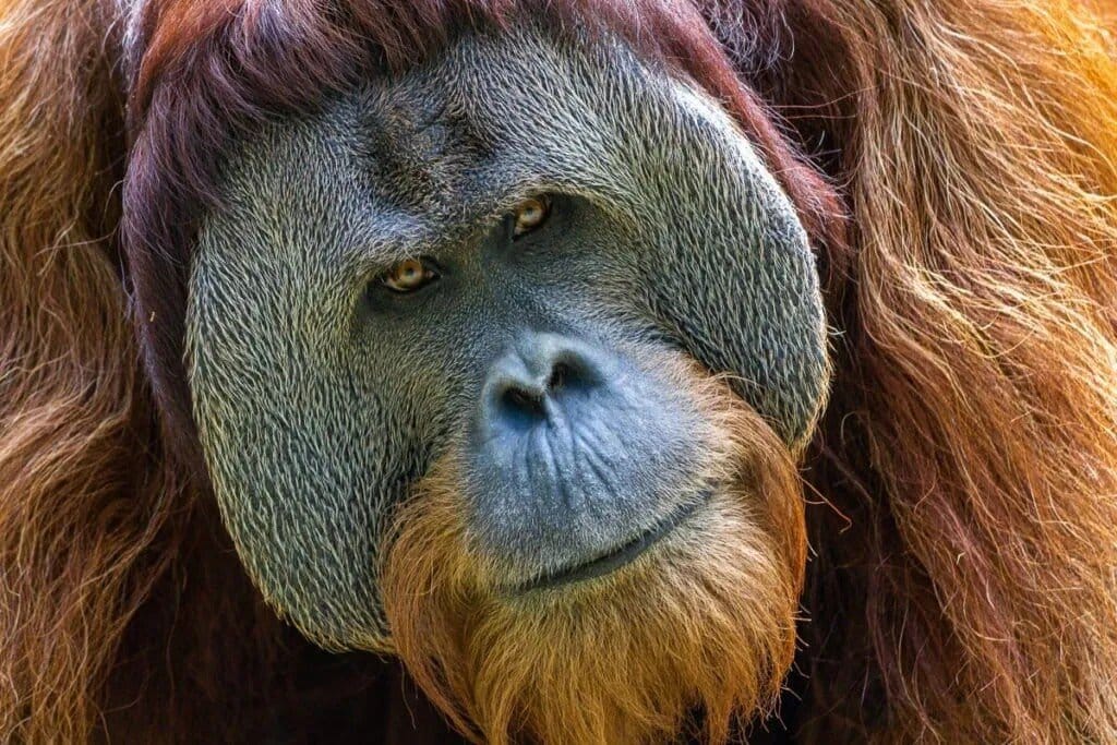 An orangutan at the Cincinnati Zoo.