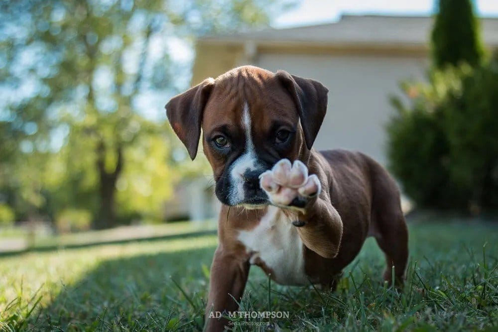 This one was shot at f/4.0. Notice how the large aperture gives us a narrow depth of field.