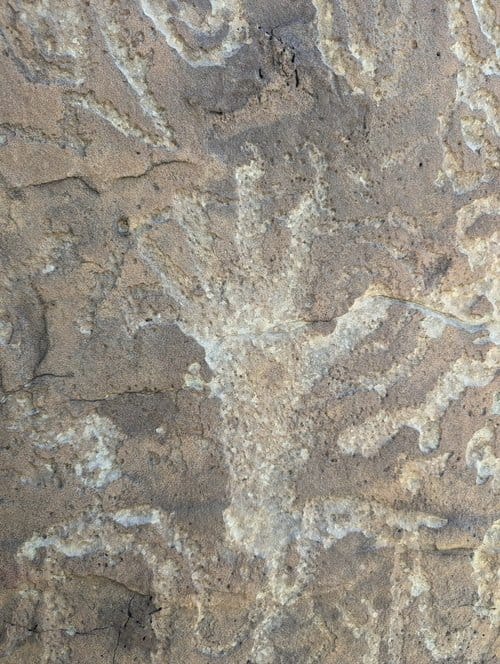 Picketwire Canyon: A Hike Through Time