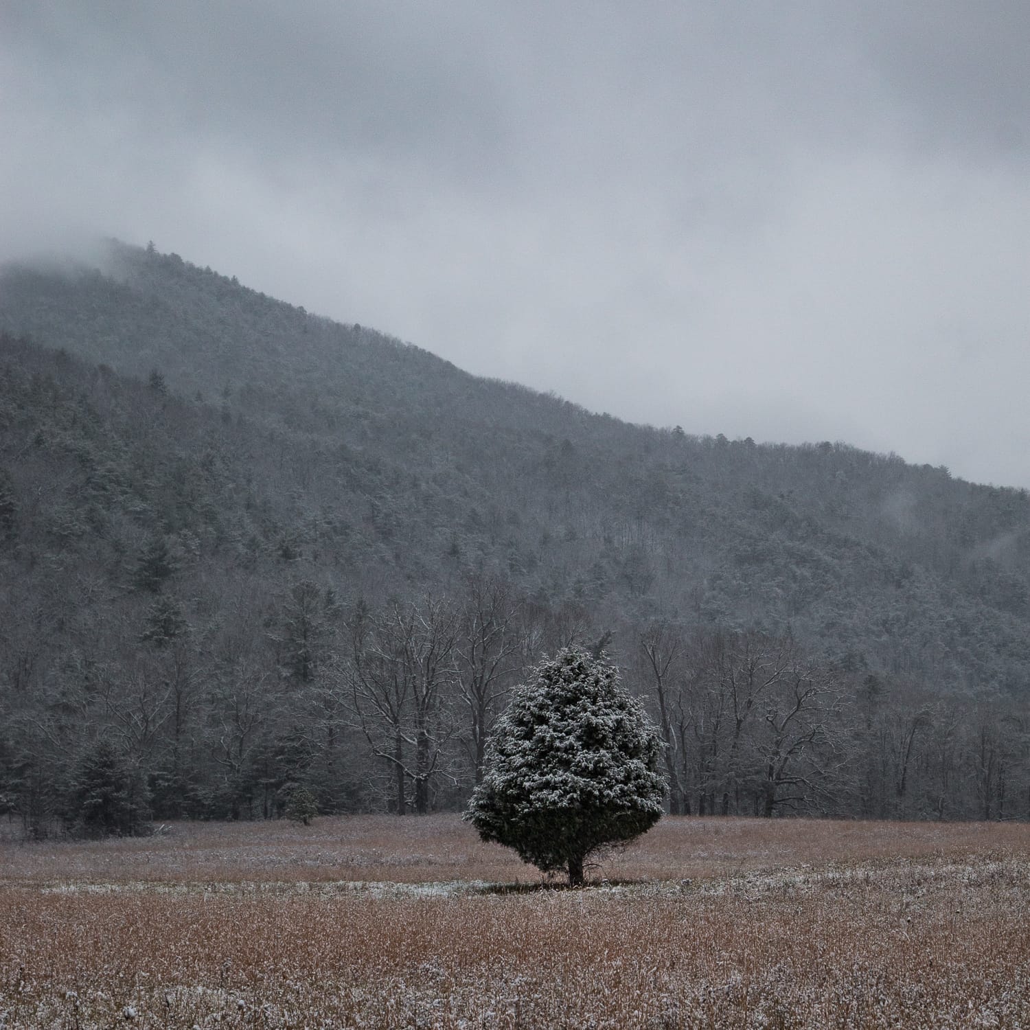 A solo tree standing in the cold. Great Smoky Mountains National Park, Tennessee.