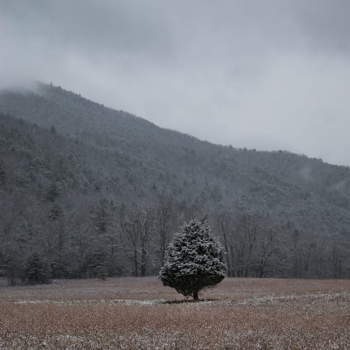 A lone tree standing in Cades Cove in the Great Smoky Mountains National Park, Tennessee.