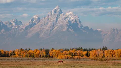 Grazing in the tetons